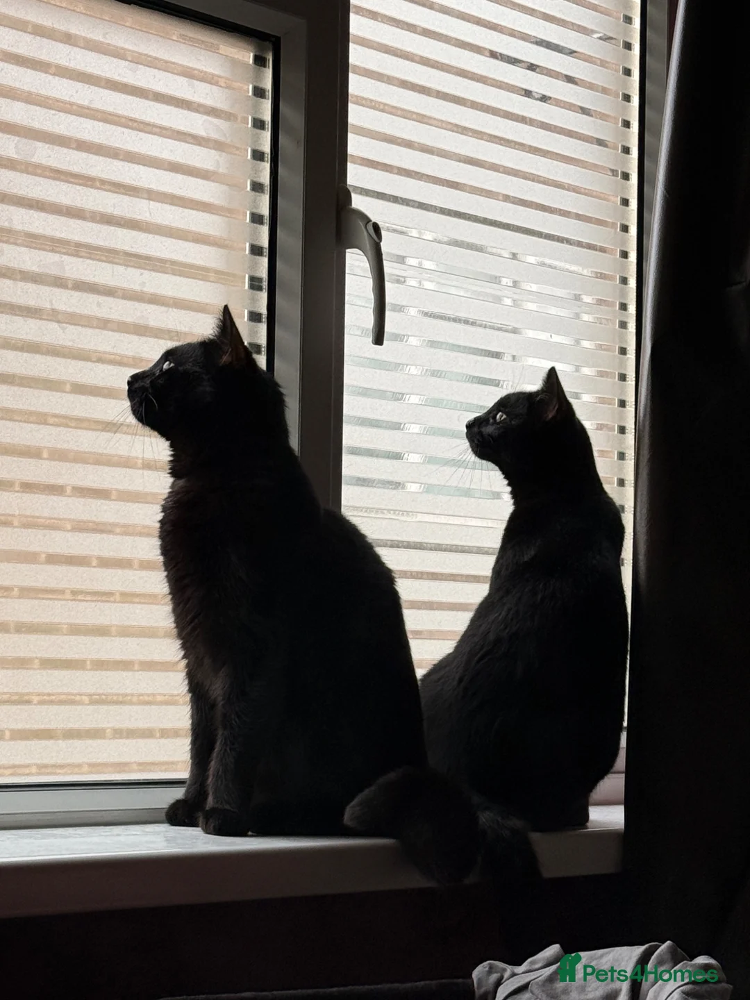 British Shorthair cats for sale: Rehoming Mochi & Sandwich  - Advert 1