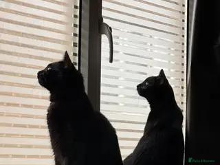 British Shorthair cats Rehoming Mochi & Sandwich - Advert 4