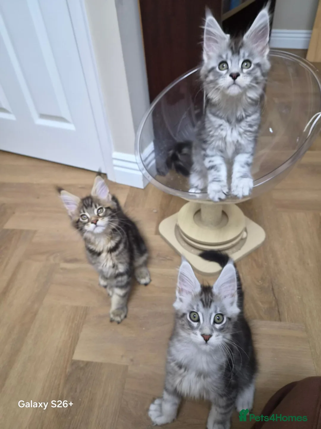 Maine Coon cats for sale: Registered and Licensed cattery - Advert 28