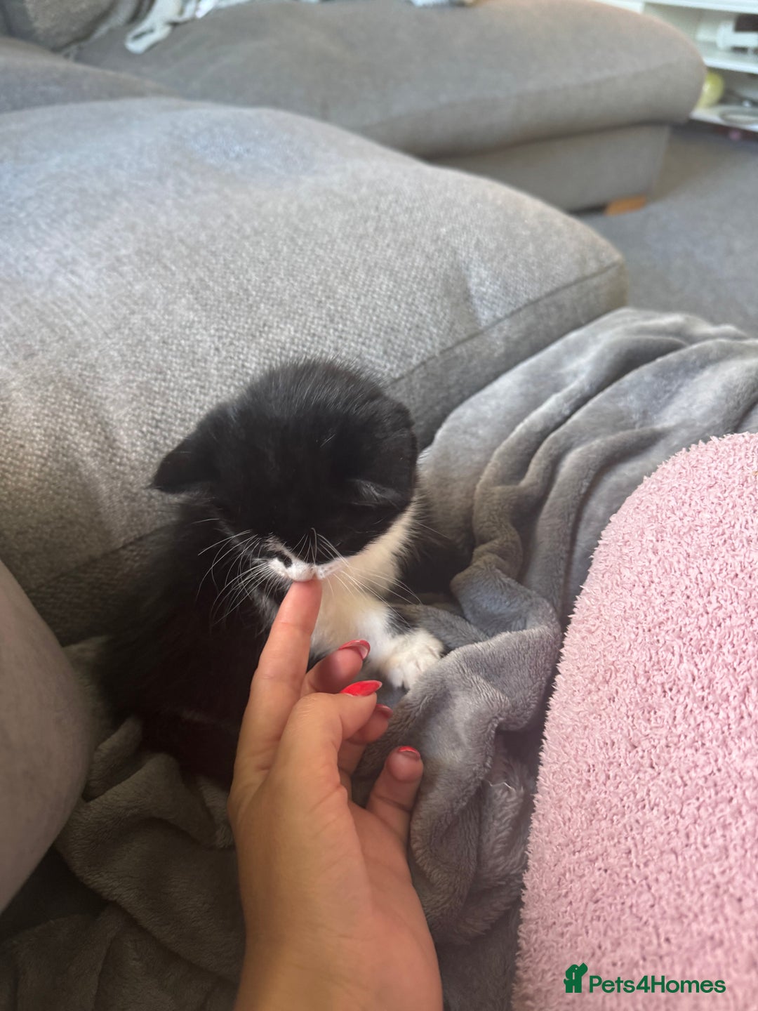 British Shorthair cats for sale: Three female kittens looking for new home  - Image 6