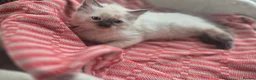 Ragdoll cats for sale: 4 beautiful ragdolls: gccf certified  - Advert 14