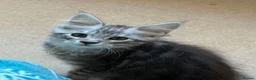 Maine Coon cats for sale: Maine Coon Girl - Ready Now  - Advert 6