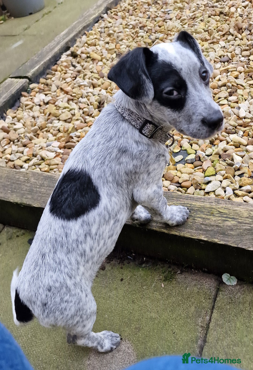 Mixed Breed dogs for sale: Cocker cross - Image 4