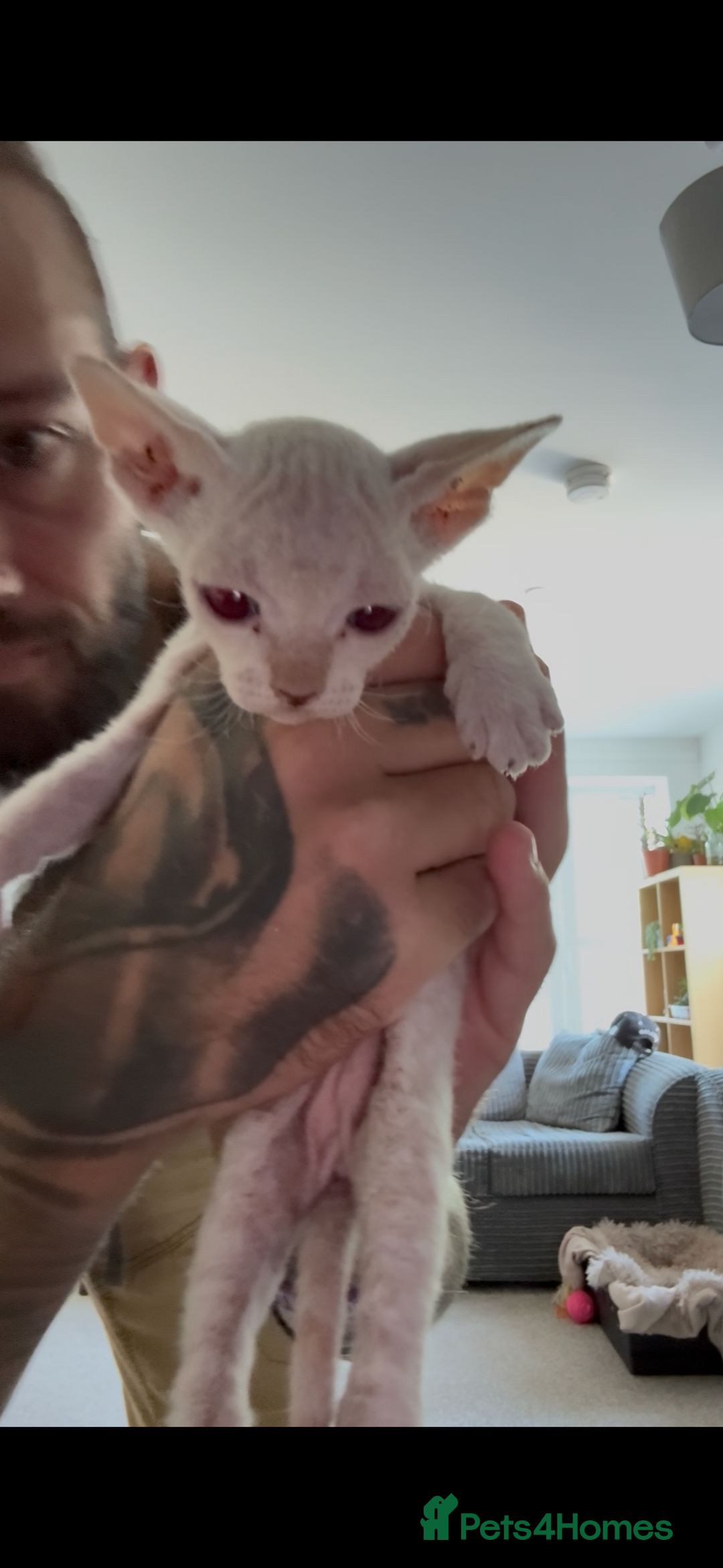 Sphynx cats for sale: Sphynx Kittens ready to go now! - Image 15