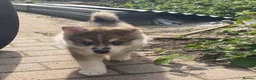 Pomsky dogs for sale: 6 beautiful pomsky 3 girls 3 boy ready to leave  - Advert 19