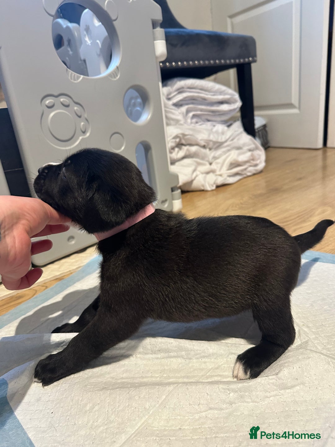 Mixed Breed dogs for sale: Lab- Cane Corso Puppies Looking for Loving Homes - Advert 26