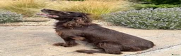 Cocker Spaniel dogs for sale: Excellent Litter of KC reg Working Cocker Spaniels in Doncaster - Advert 6