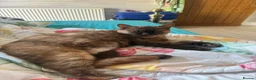British Shorthair cats for sale: Retired Queen Coco - Advert 2