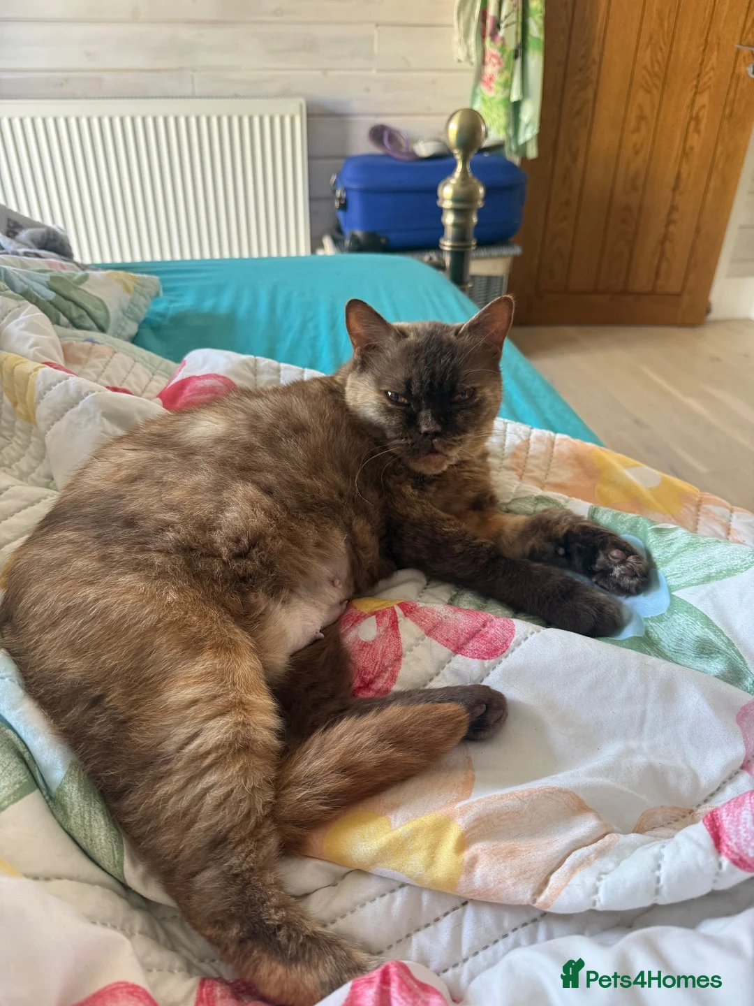 British Shorthair cats for sale: Retired Queen Coco - Advert 2