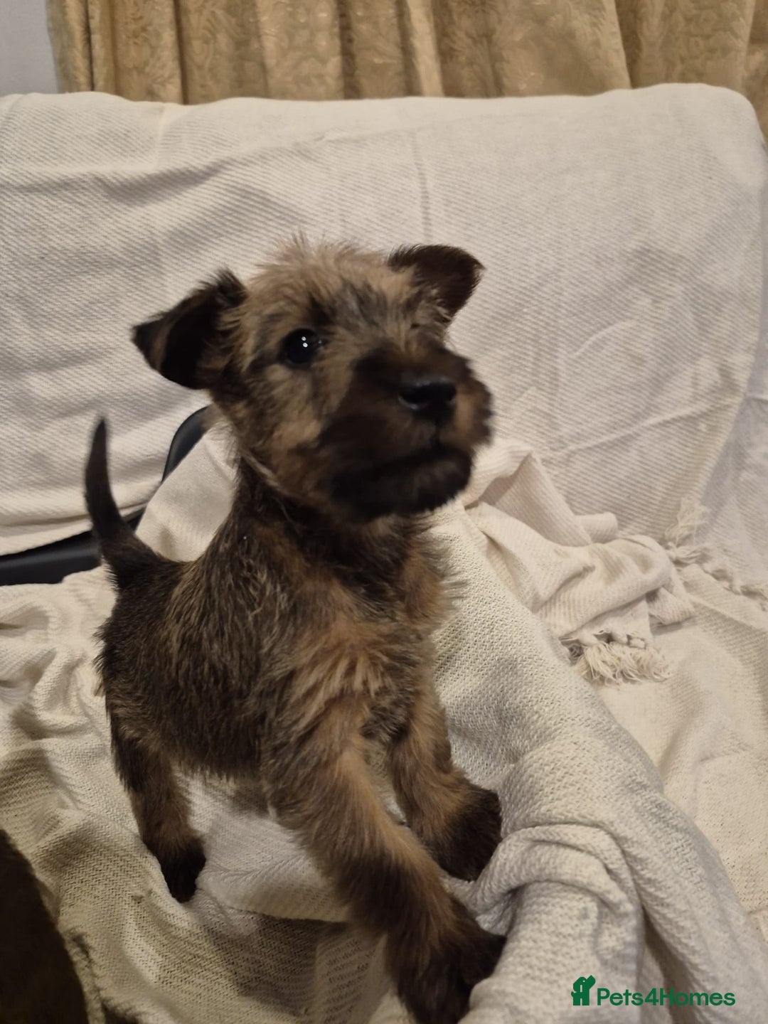 Irish Terrier dogs for sale: Home raised Irish terrier  - Image 12