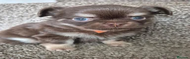 Chihuahua 1