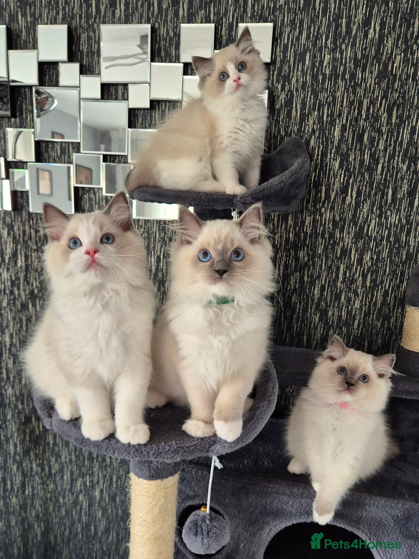 Ragdoll cats TICA registered DNA Tested Ragdoll Kittens  - Advert 2