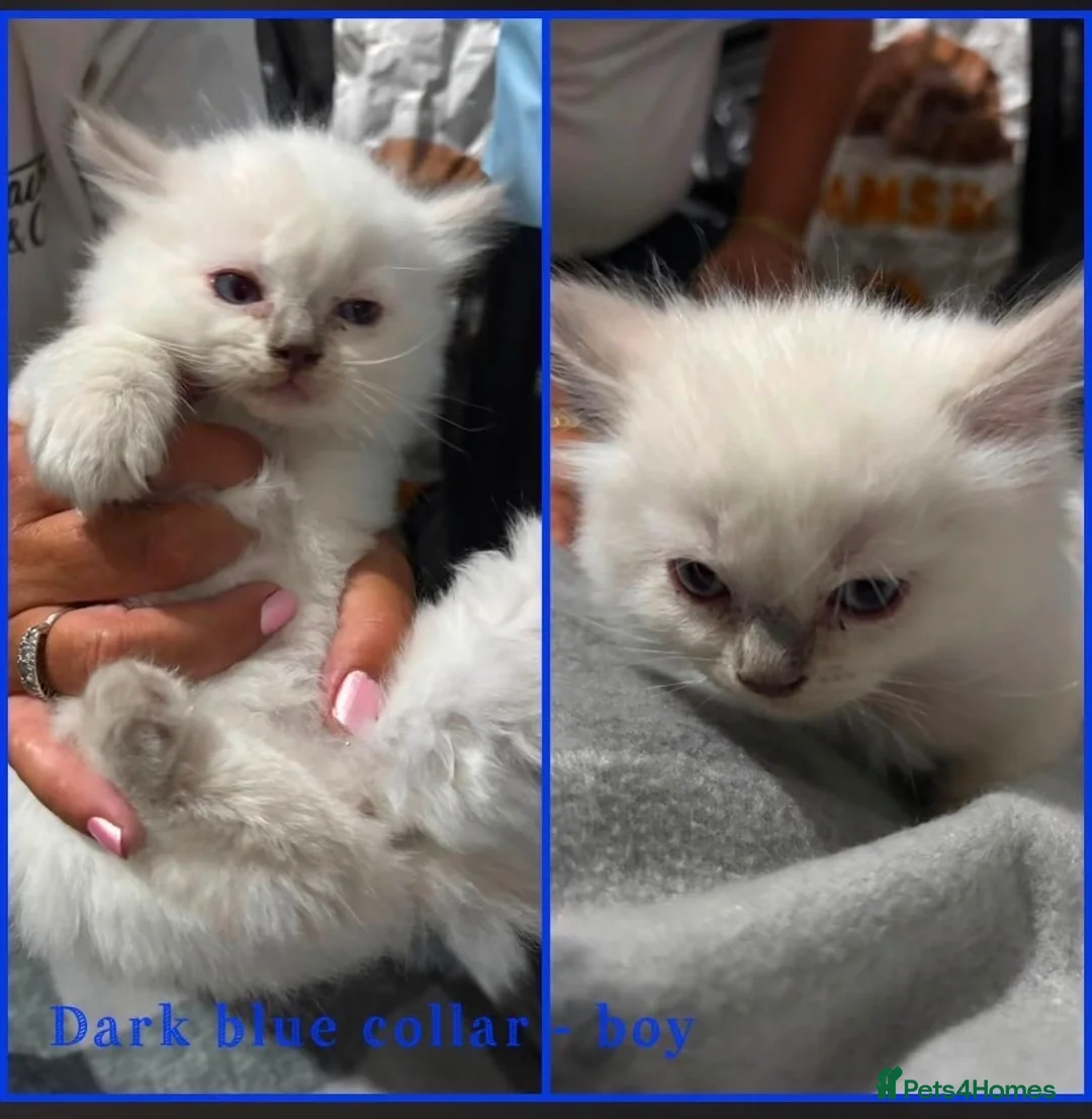 Ragdoll cats for sale: male ragdoll kittens  - Advert 1
