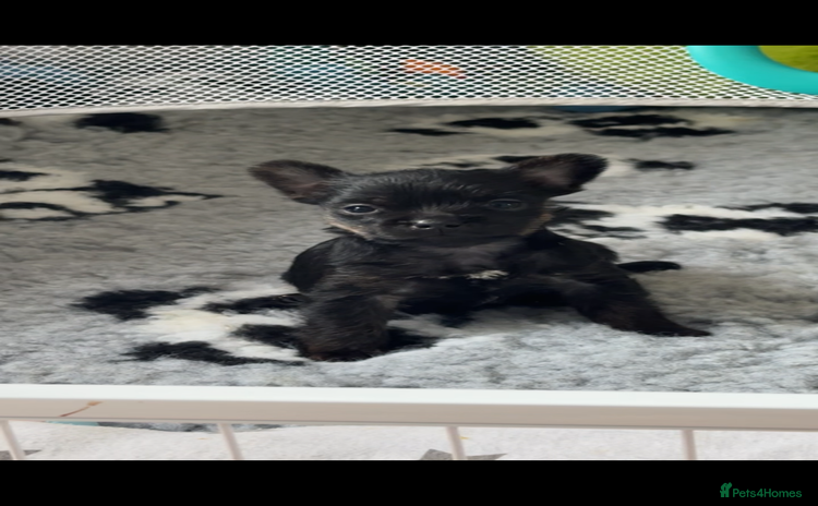Mixed Breed dogs - Advert 9