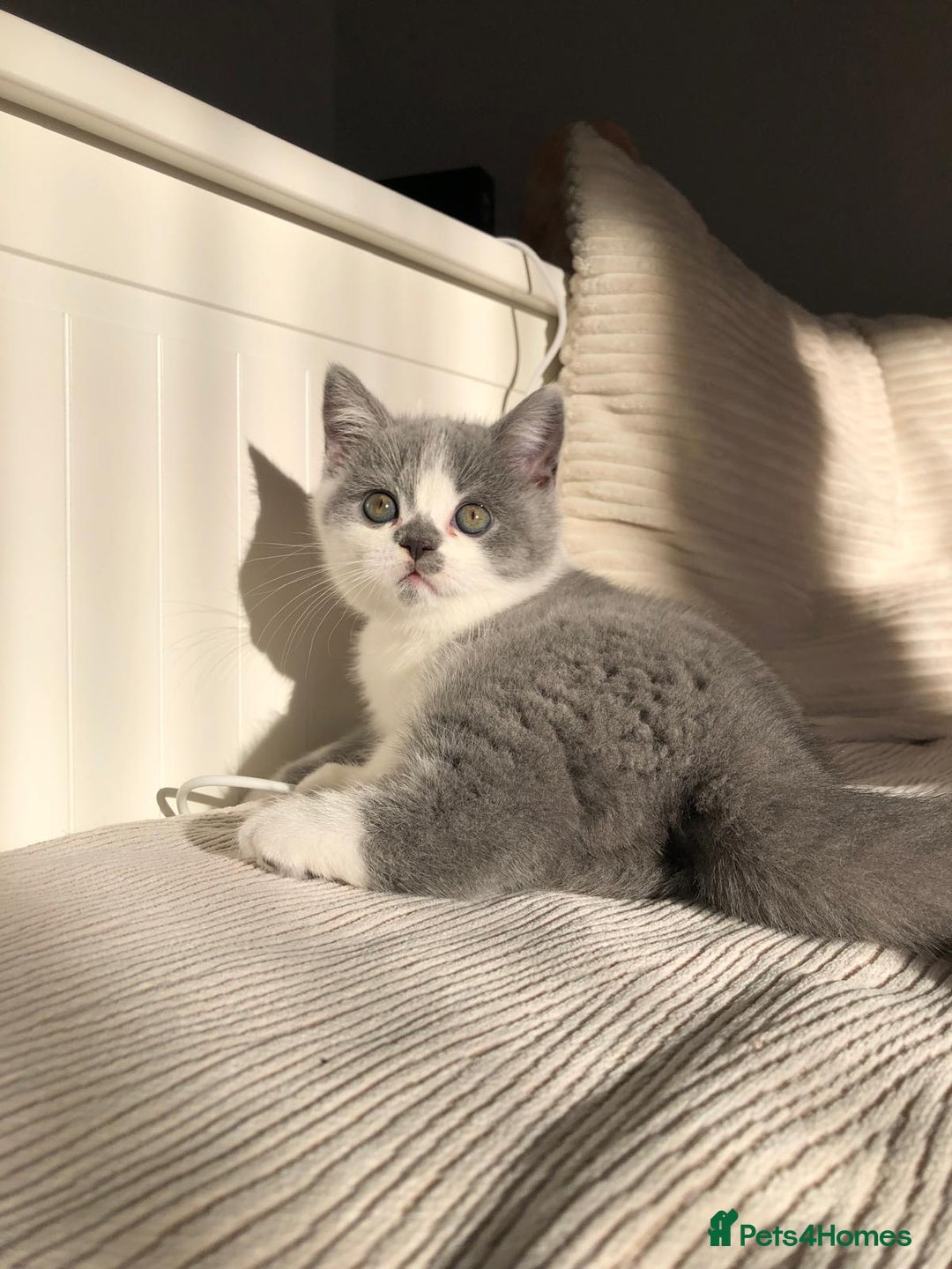 British Shorthair cats for sale: GCCF registered British Shorthair kittens  - Advert 2