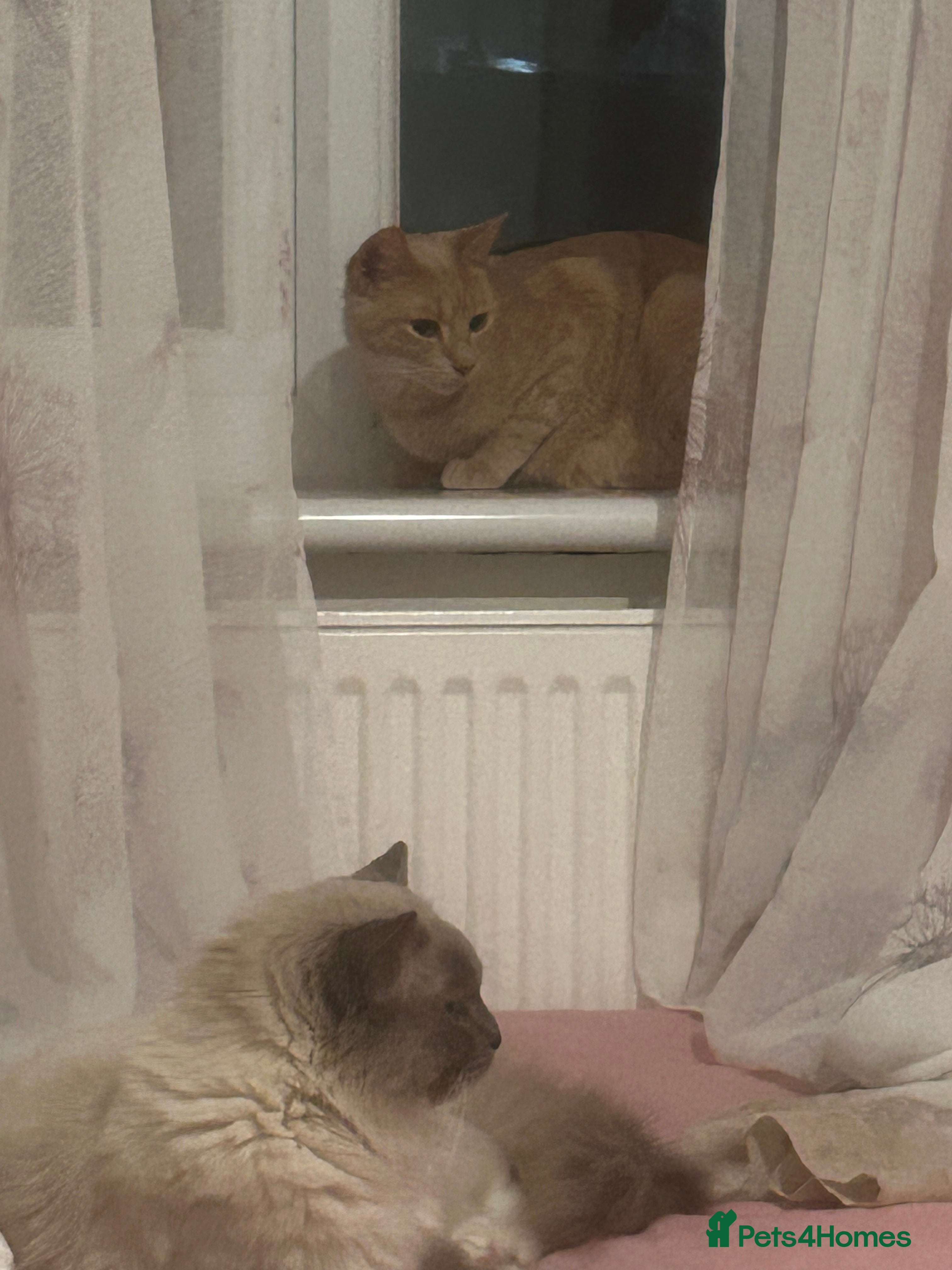 Mixed Breed cats Ragdoll mix  in London - Advert 1