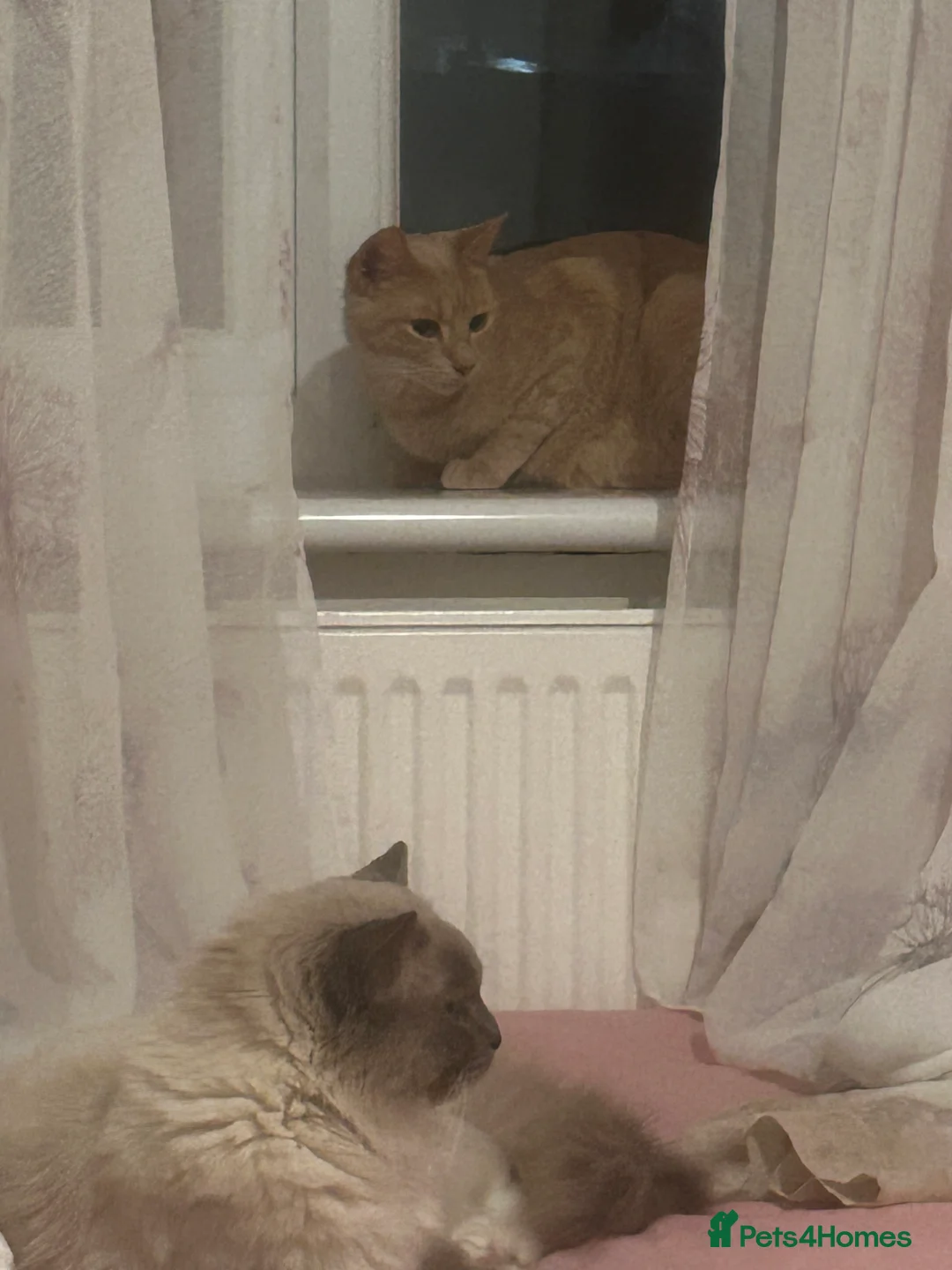 Mixed Breed cats for sale: Ragdoll mix  in London - Advert 1