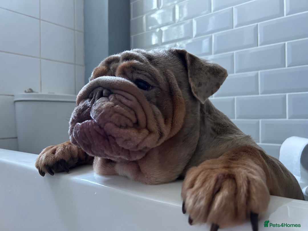 English Bulldog dogs for sale: English bulldog - Image 2