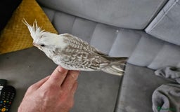Cockatiels birds for sale: Cockatiel chicks hand tame  - Image 17