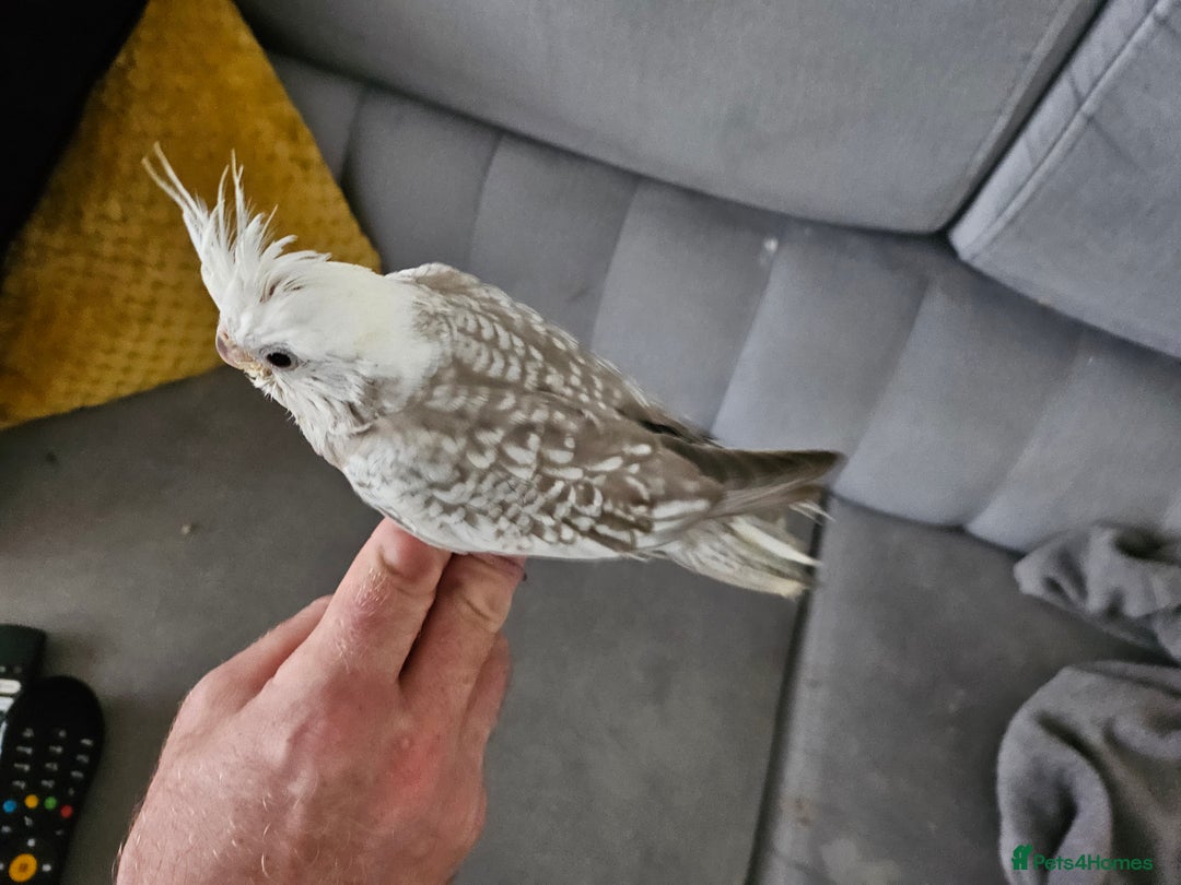 Cockatiels birds for sale: Cockatiel chicks hand tame  - Image 17