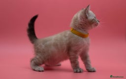 Bengal cats for sale: ✨ Snow Lynx Bengal Kittens – Ready to Reserve! ✨ - Image 14