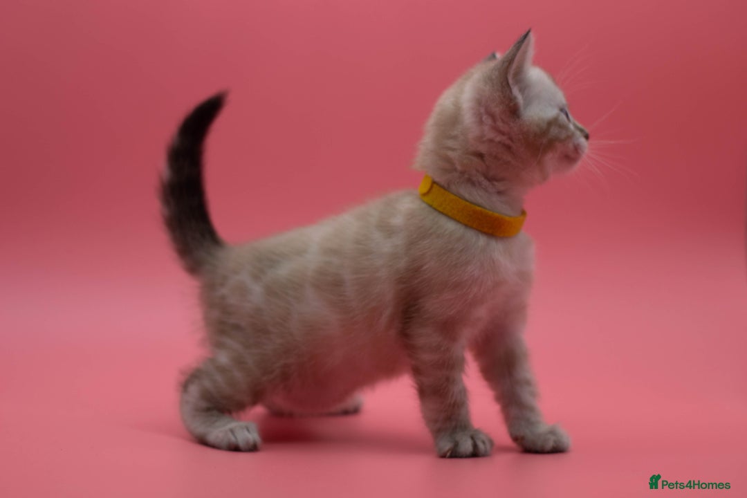 Bengal cats for sale: ✨ Snow Lynx Bengal Kittens – Ready to Reserve! ✨ - Image 14