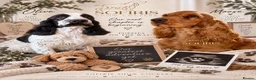 Cocker Spaniel dogs for sale: Last SHOW quality girl  - Advert 11