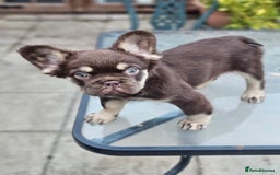 French Bulldog dogs for sale: Chocolate Rojo tan fluffy French bulldog  - Image 19
