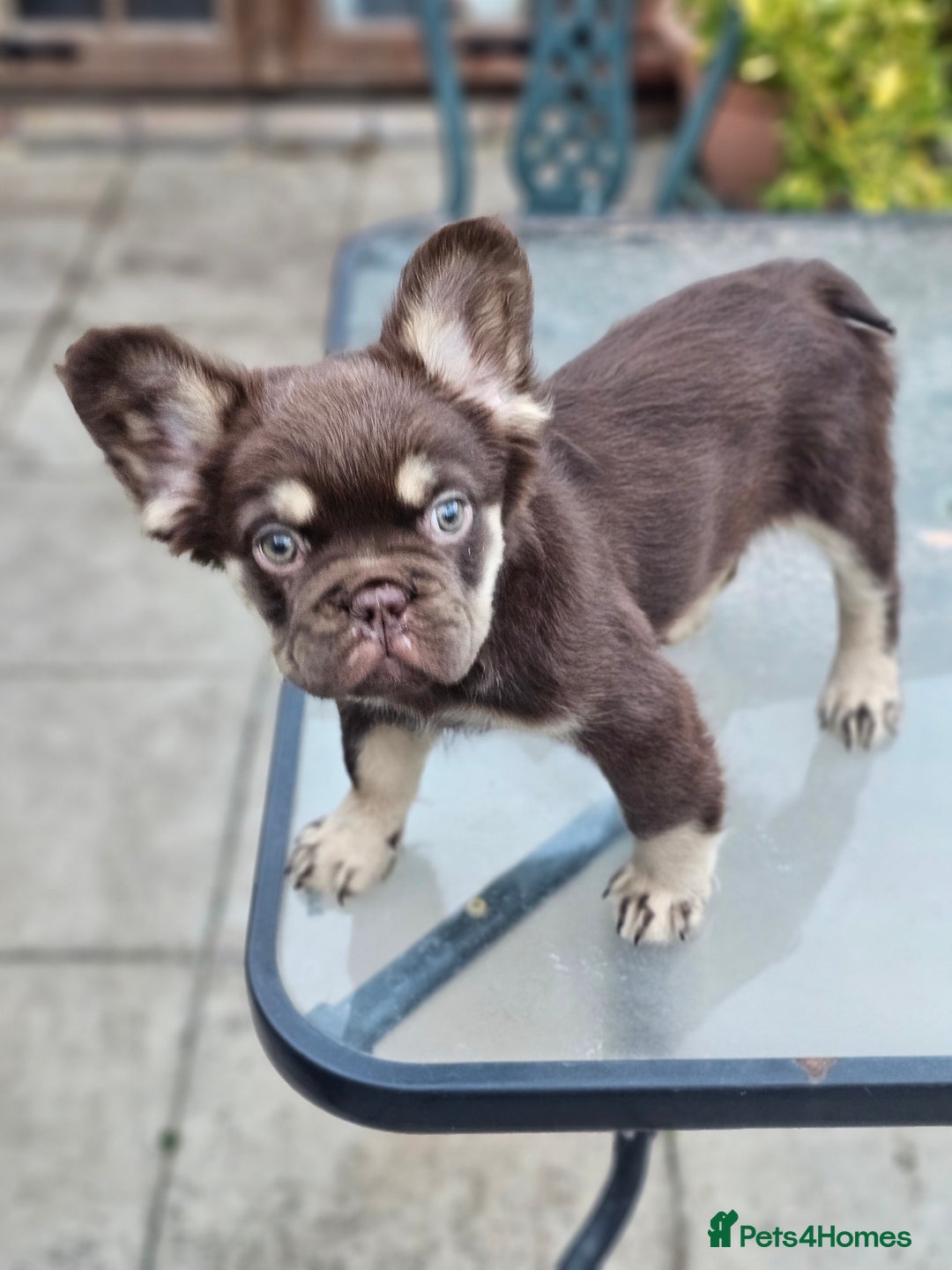 French Bulldog dogs for sale: Chocolate Rojo tan fluffy French bulldog  - Image 19