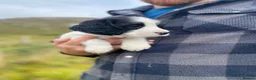 English Springer Spaniel dogs for sale: Springer Spaniel Puppies – 3 Girls Available - Advert 11