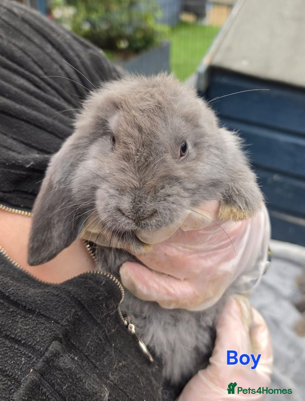French Lop rabbits French Lops - Advert 1