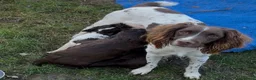 Sprocker dogs for sale: Sprocker Spaniel Puppies - Advert 5