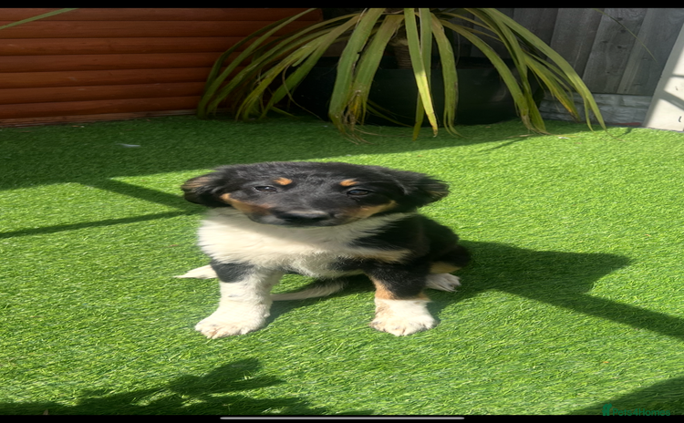 Border Collie dogs - Advert 3