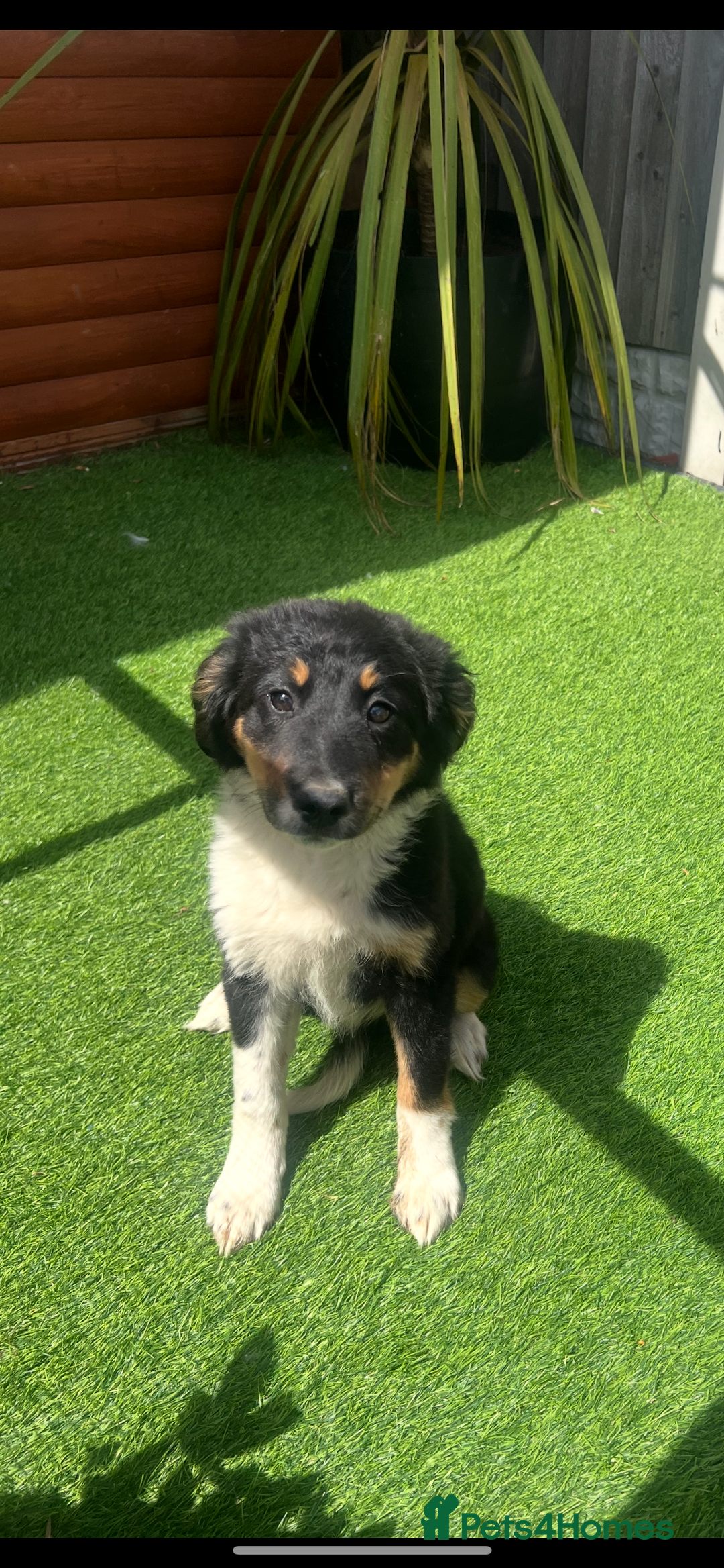 Border Collie dogs for sale: Border collie puppy - Image 1