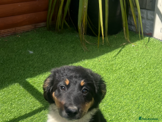 Border Collie dogs - Advert 16