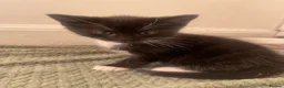 Mixed Breed cats for sale: 2 KITTENS FOR SALE - Advert 2