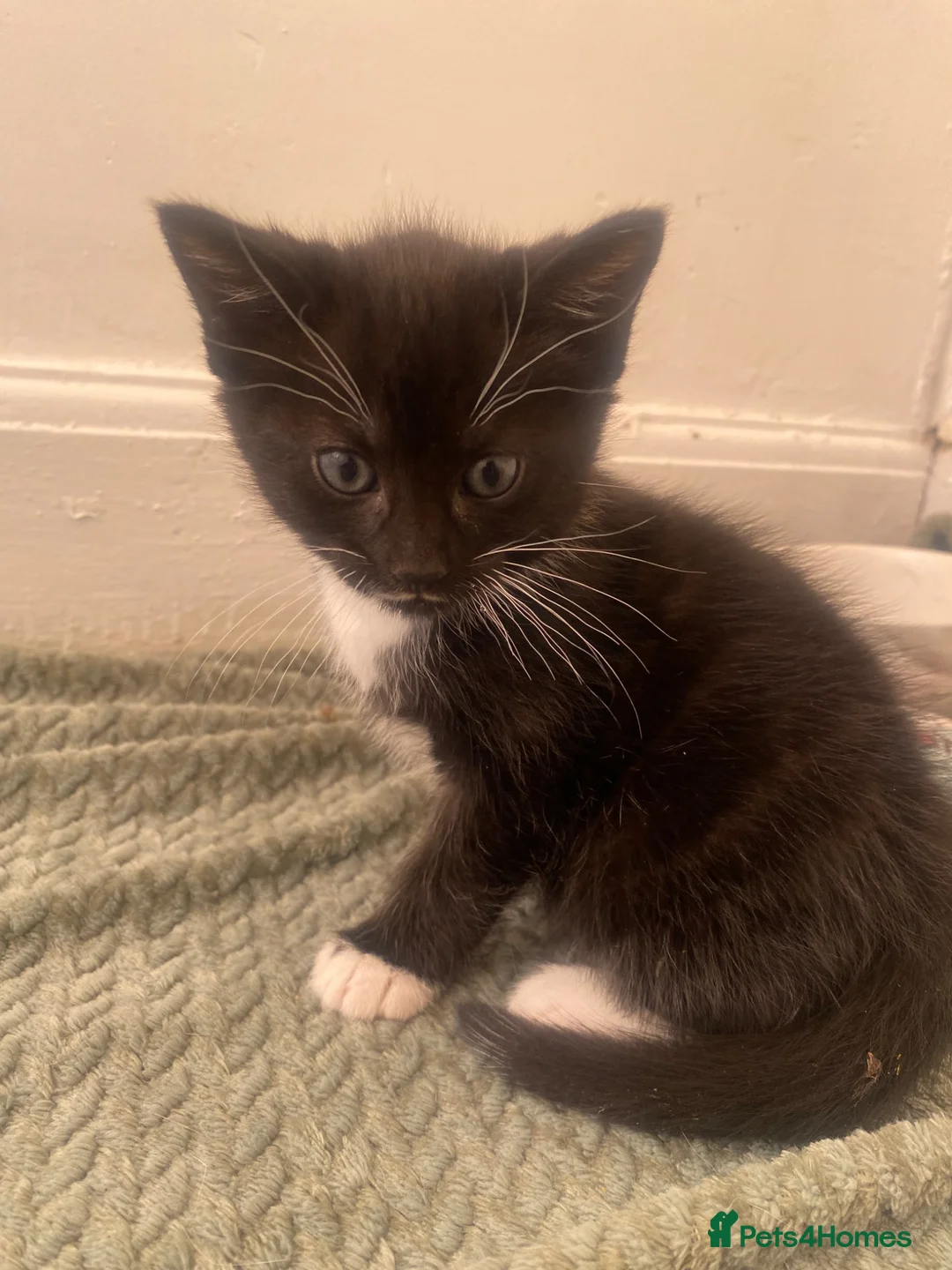 Mixed Breed cats for sale: 2 KITTENS FOR SALE - Advert 2