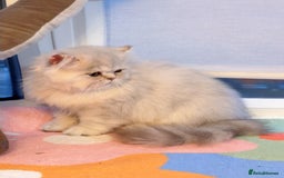 Persian cats for sale: Persian Chinchilla boy Looking for Loving Home - Image 7