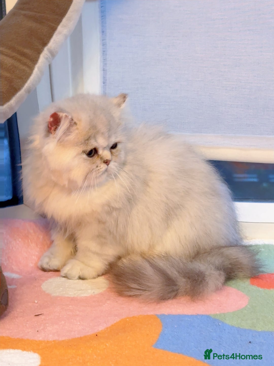 Persian cats for sale: Persian Chinchilla boy Looking for Loving Home - Image 7