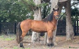 Irish Draught horses for sale: IRISH DRAFT X TRADITIONAL SD COB GELDING - Image 2