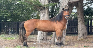 Irish Draught horses - Advert 15