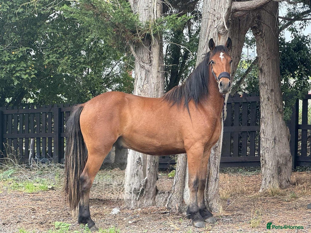 Irish Draught horses for sale: IRISH DRAFT X TRADITIONAL SD COB GELDING - Image 2