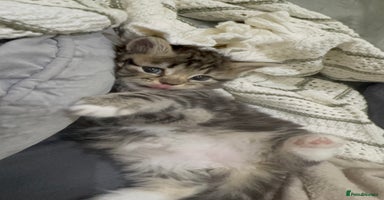 Ragdoll cats - Advert 15