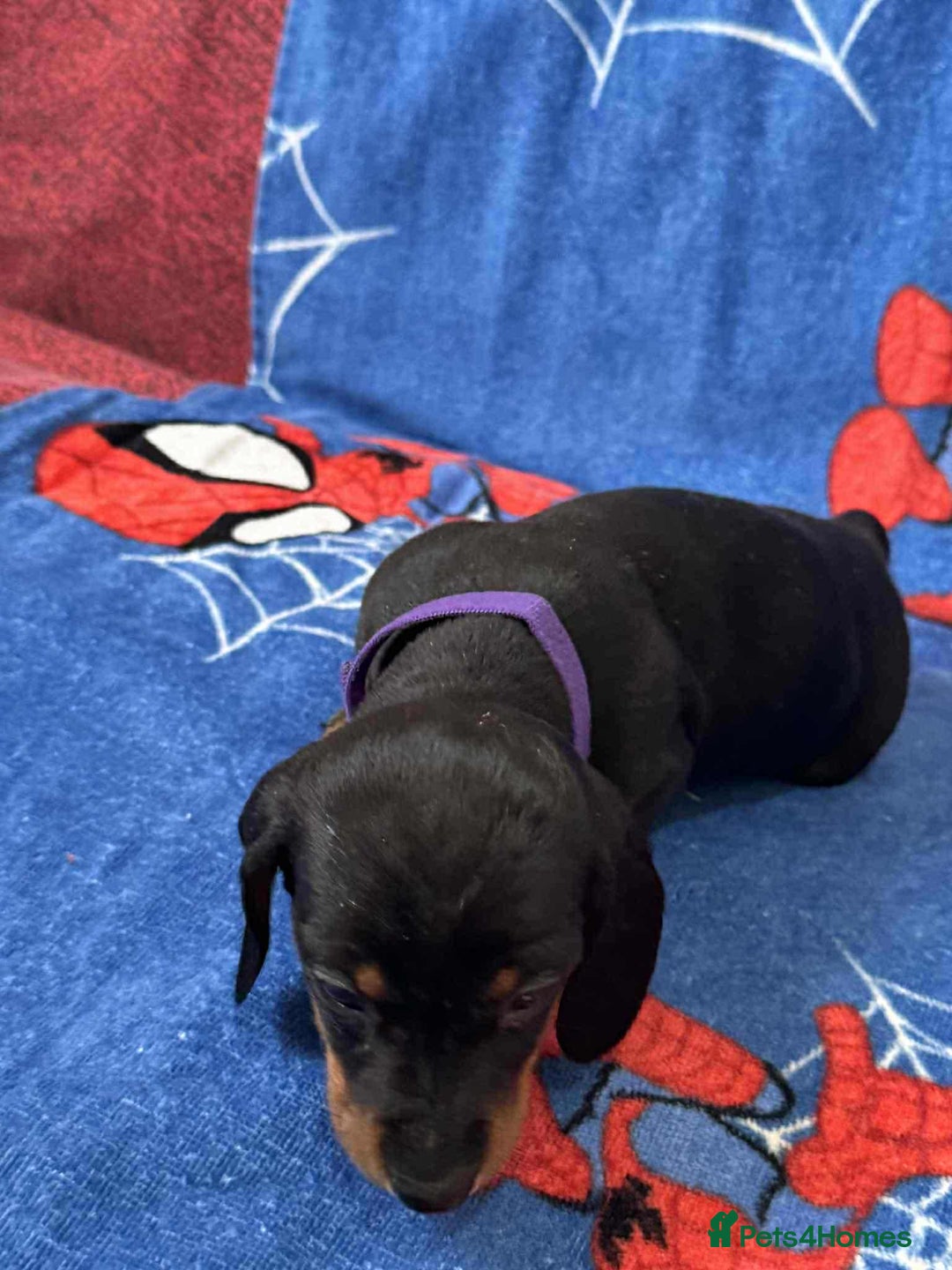 Miniature Dachshund dogs for sale: Puppies 🐶  - Advert 31