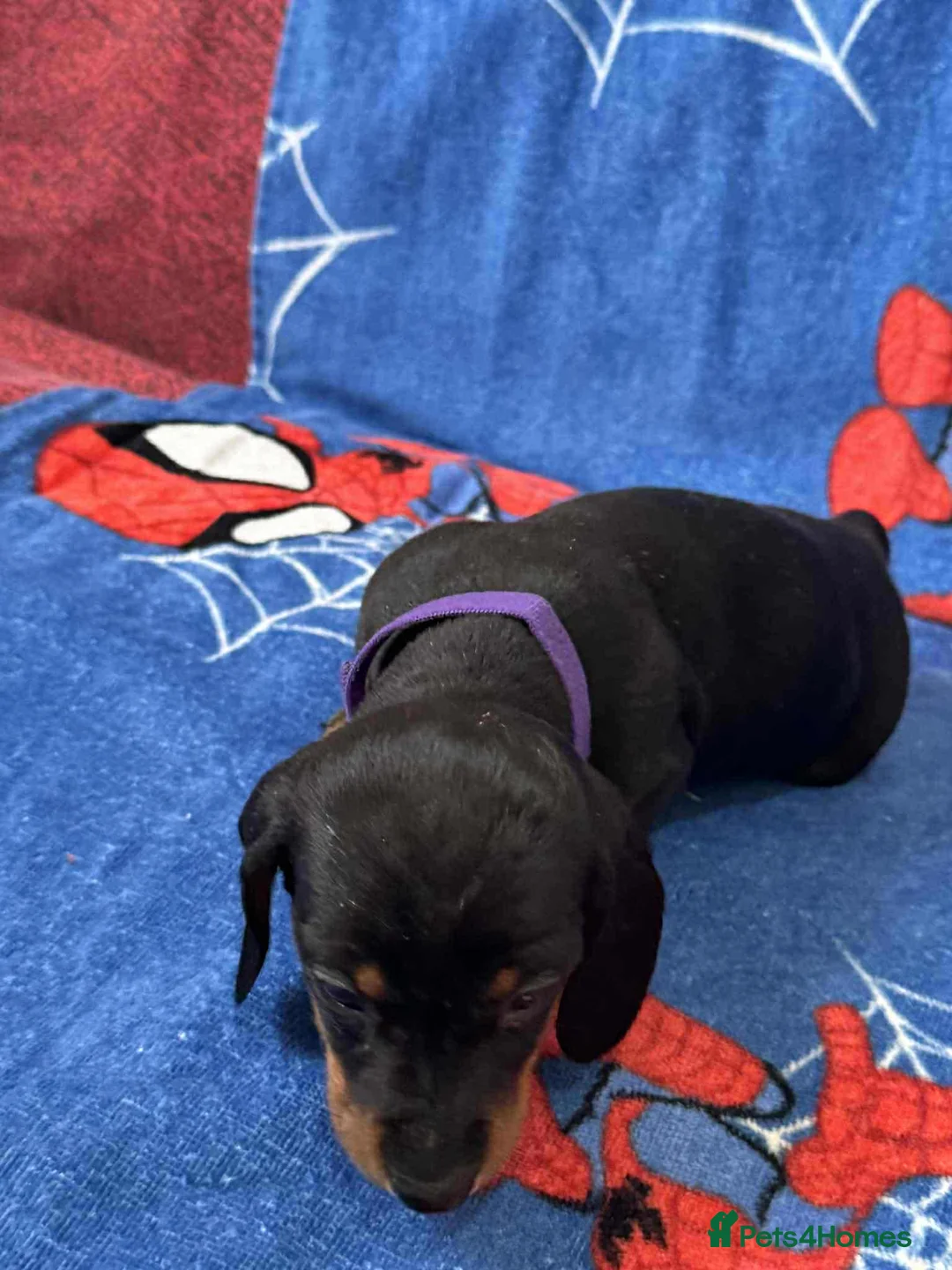 Miniature Dachshund dogs for sale: Puppies 🐶  - Advert 38