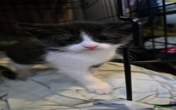 Mixed Breed cats for sale: beautiful kittens looking for forever loving homes - Image 6