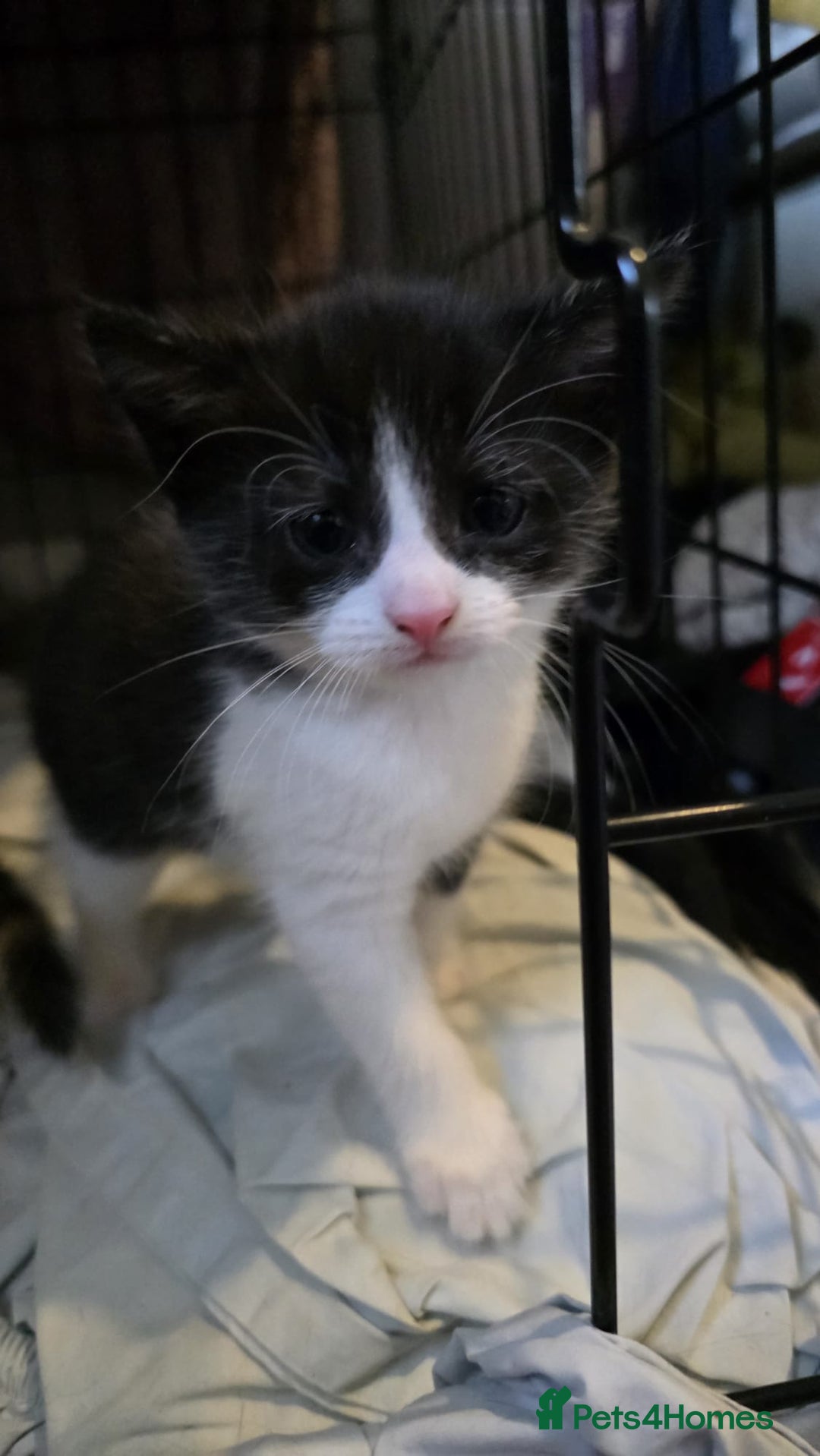 Mixed Breed cats for sale: beautiful kittens looking for forever loving homes - Image 6