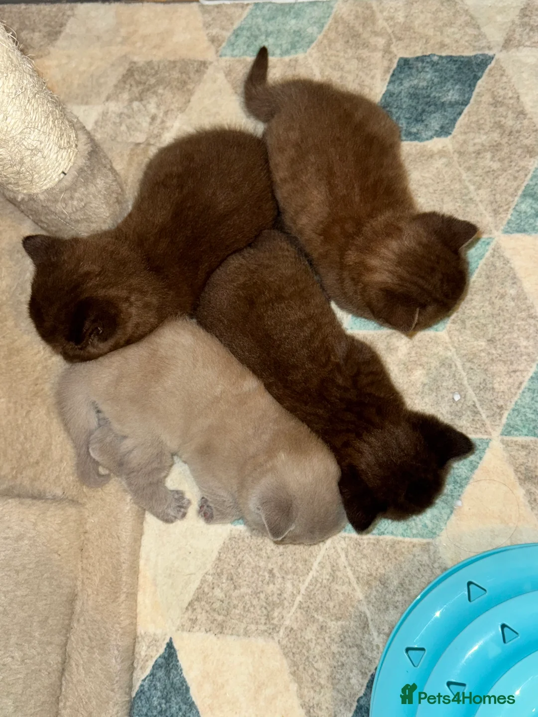 British Shorthair cats for stud: Chocolate British shorthair GCCF Active in London - Advert 18
