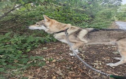 Saarloos Wolfdog dogs for stud: Czech wolfdog Name Cassius - Image 4