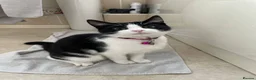 Mixed Breed cats for sale: Beautiful mixed breed kittens. in Holyhead - Advert 5
